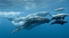 Zašto kitovi i delfin nisu ribe?